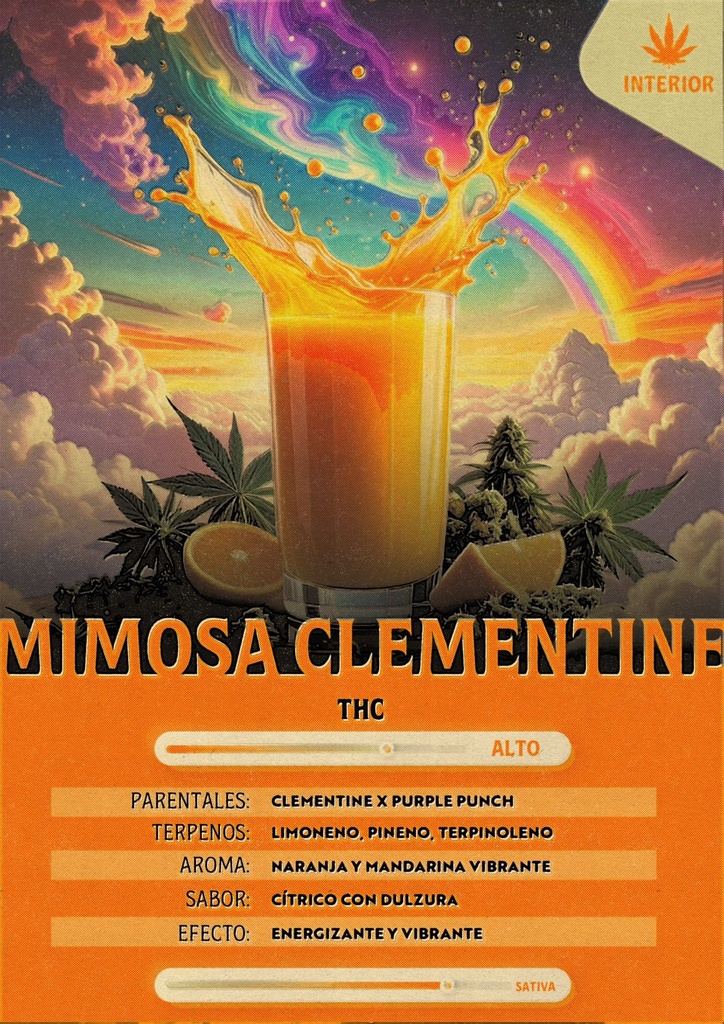 Mimosa Clementine (5 Gramos)