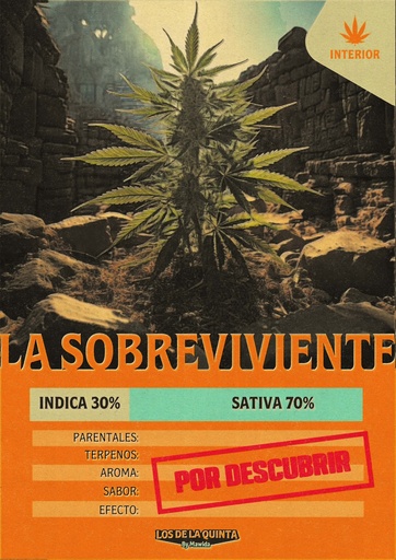[MFI_SV5G] Sobreviviente (5 Gramos)